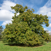 Châtaignier Marsol - Castanea sativa Marsol - Bakker