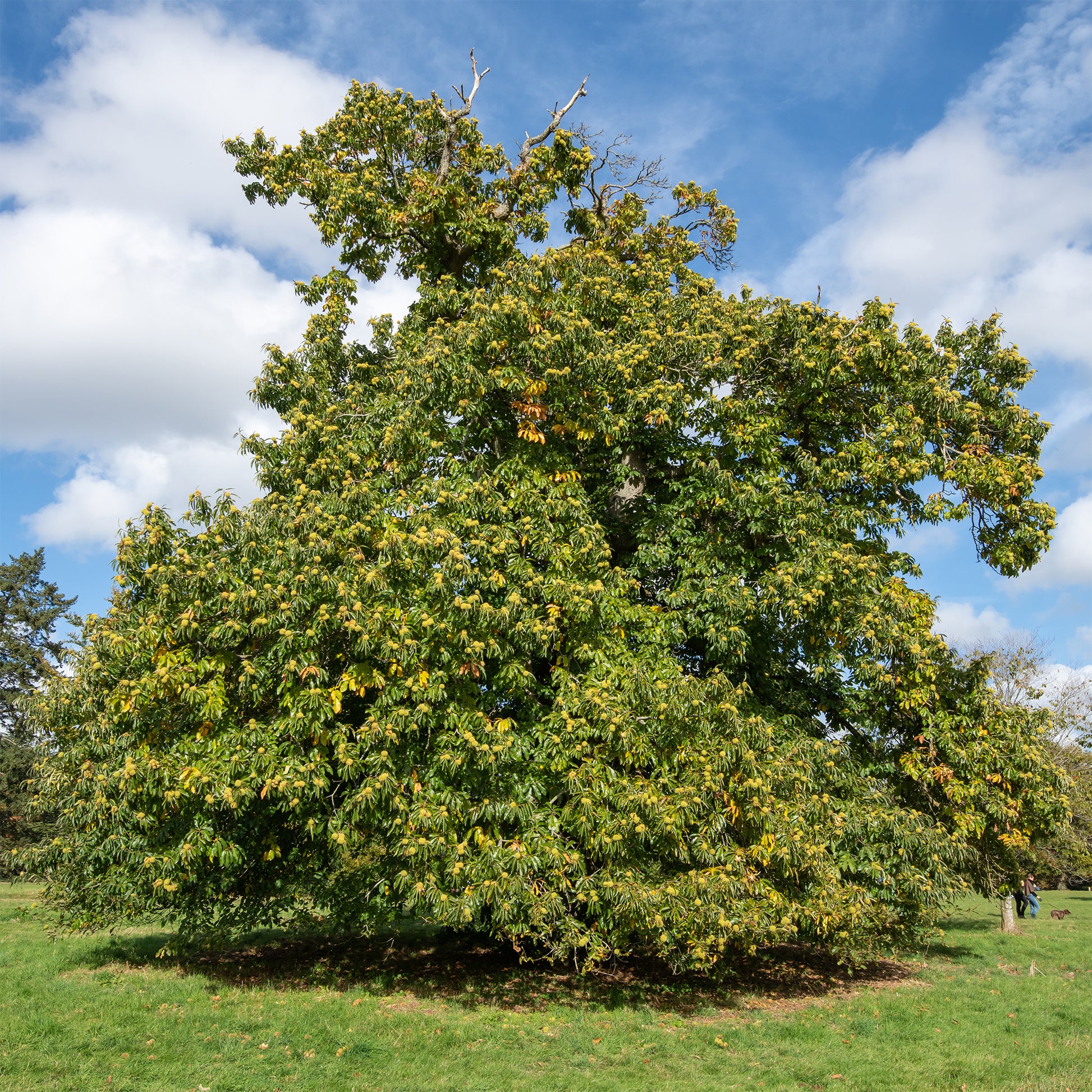 Châtaignier Marsol - Castanea sativa Marsol - Bakker