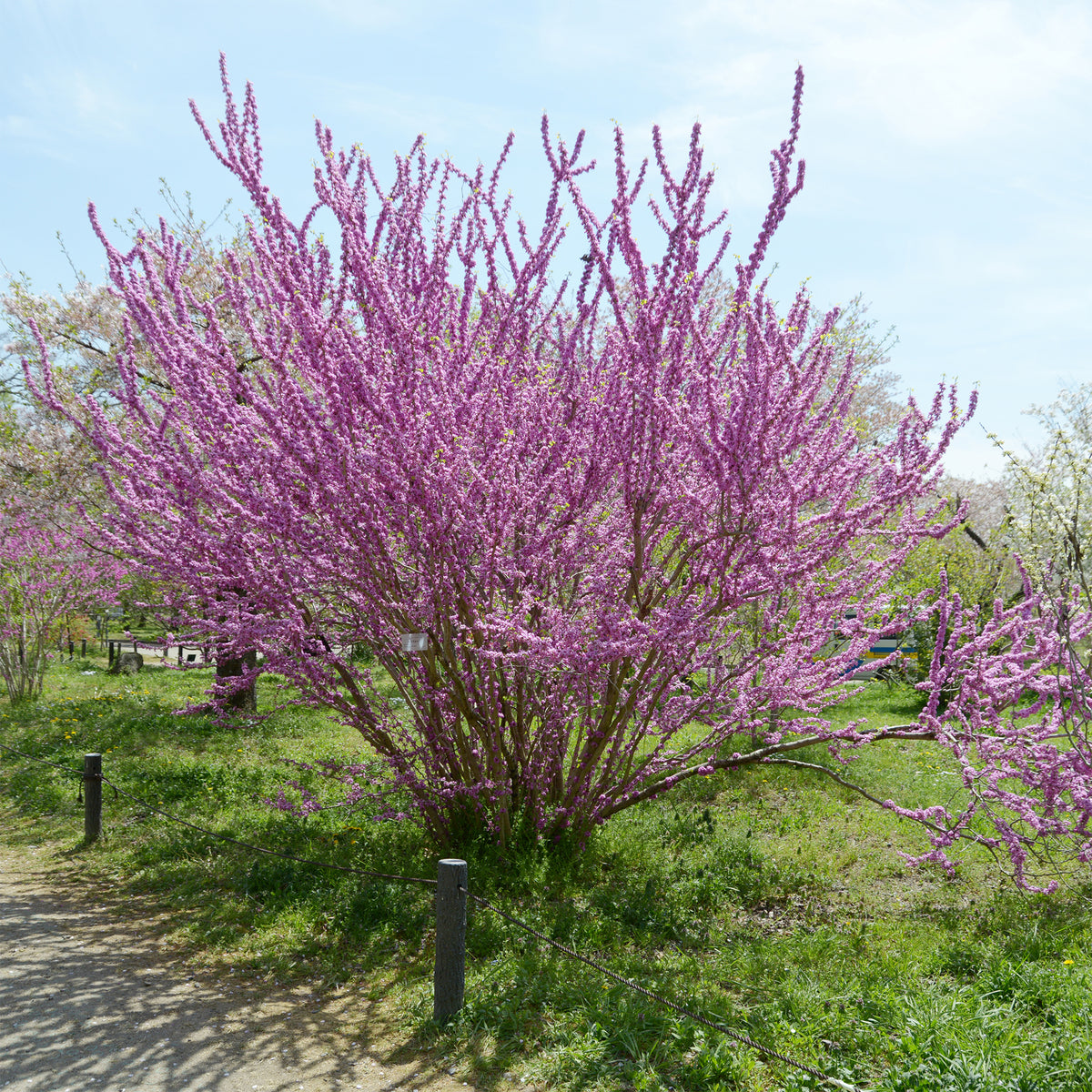 Cercis chinensis - Gainier de Chine - Arbres