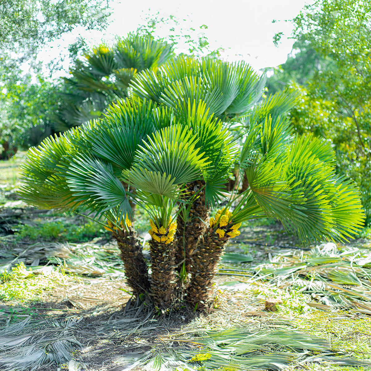 Chamaerops humilis Vulcano  - Palmier nain Vulcano - Palmiers