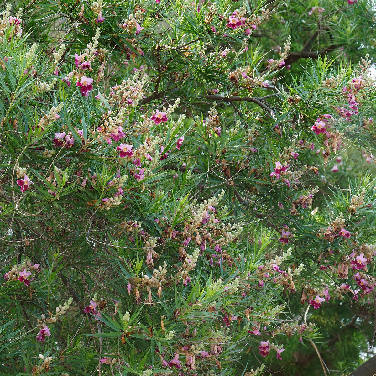 Saule du désert - Chilopsis linearis - Bakker