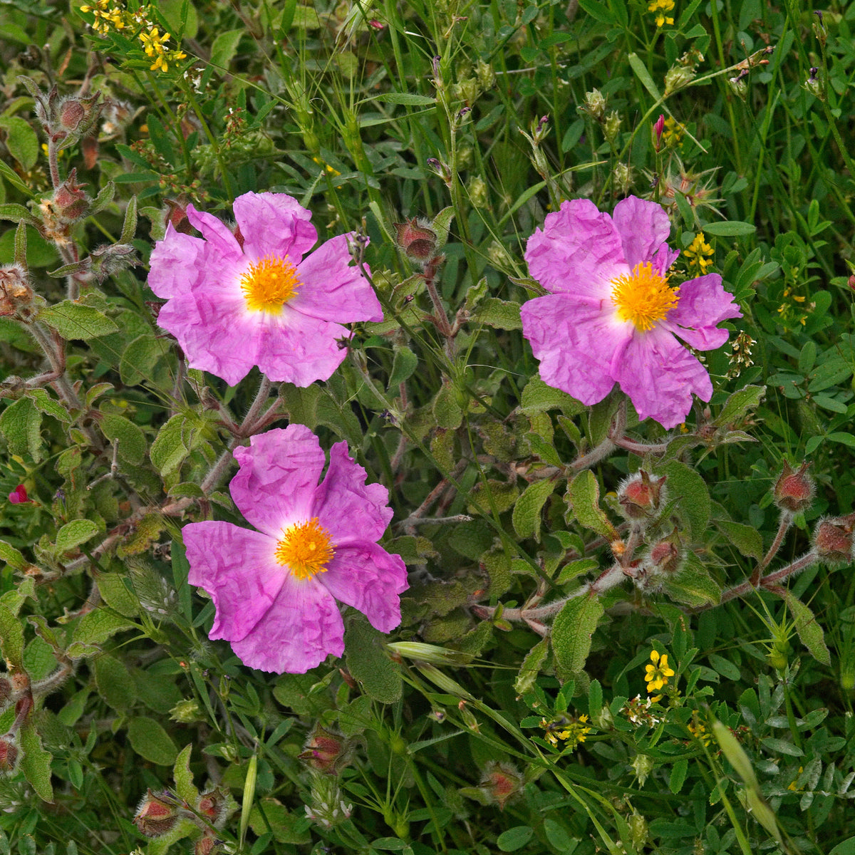 Ciste de Crète - Cistus creticus - Bakker