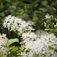 Clématite terniflora Sweet Autumn - Bakker
