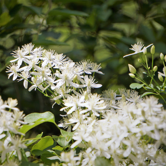 Clématite terniflora Sweet Autumn - Bakker