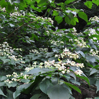 Vente Arbre du clergé - Clerodendrum trichotomum