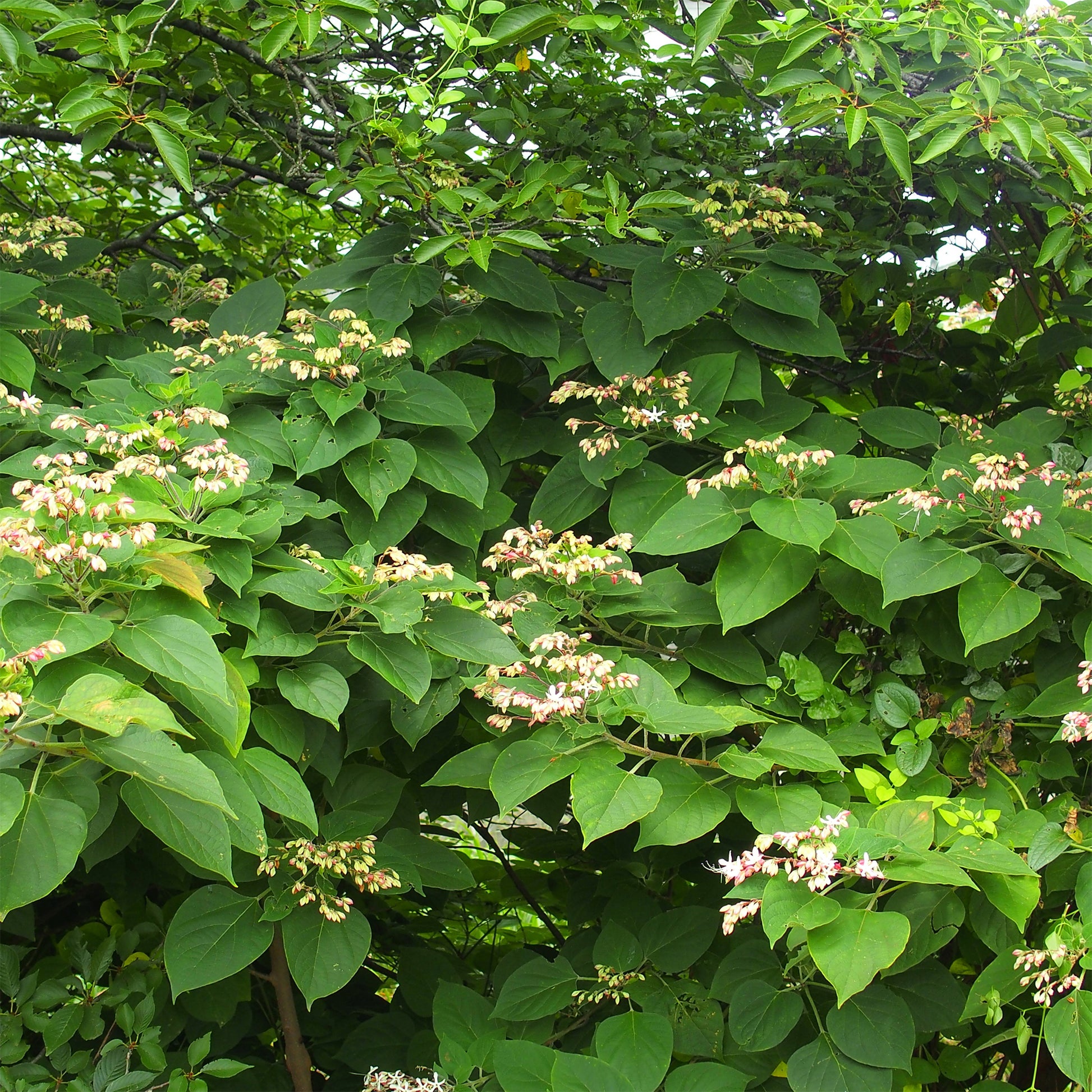 Arbre du clergé - Clerodendrum trichotomum - Bakker