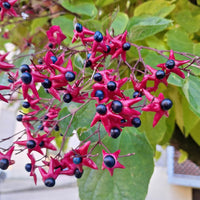 Arbustes fleuris - Arbre du clergé - Clerodendrum trichotomum