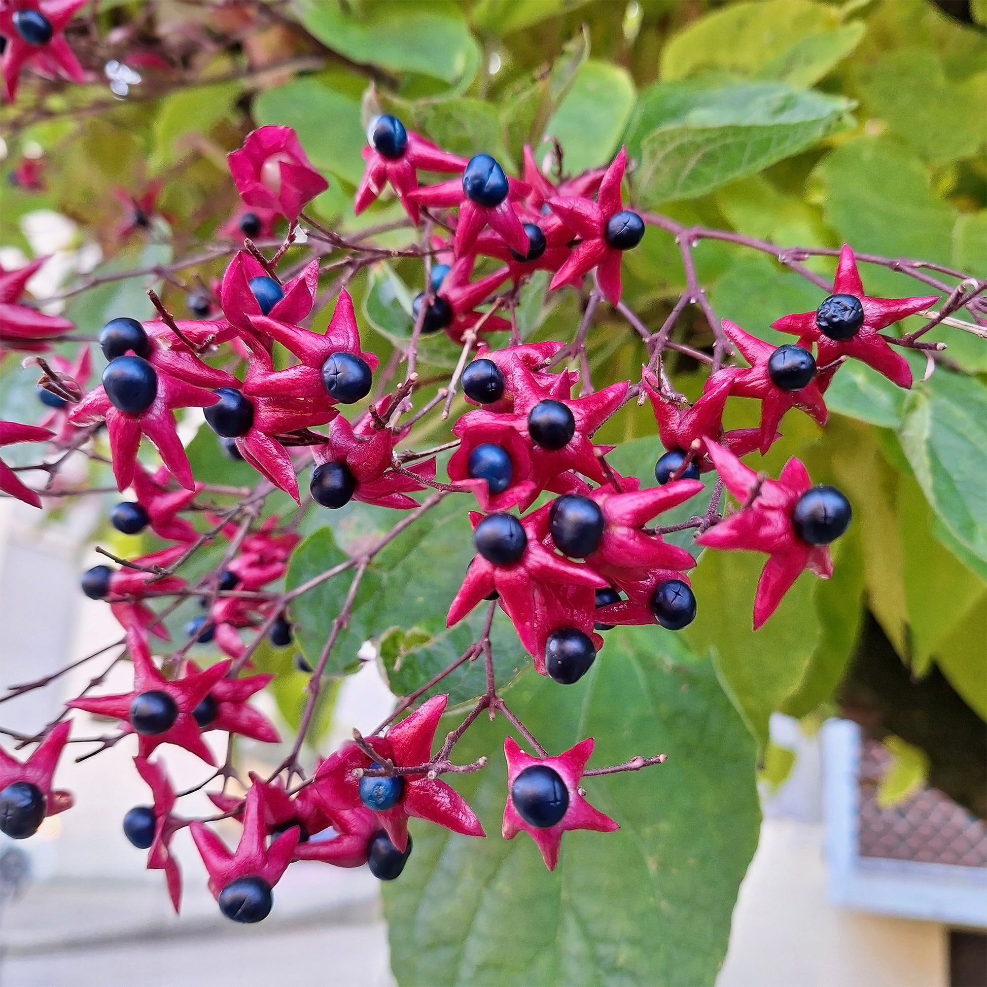 Arbustes fleuris - Arbre du clergé - Clerodendrum trichotomum