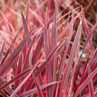 Cordyline australis Festival Rasberry® - Bakker