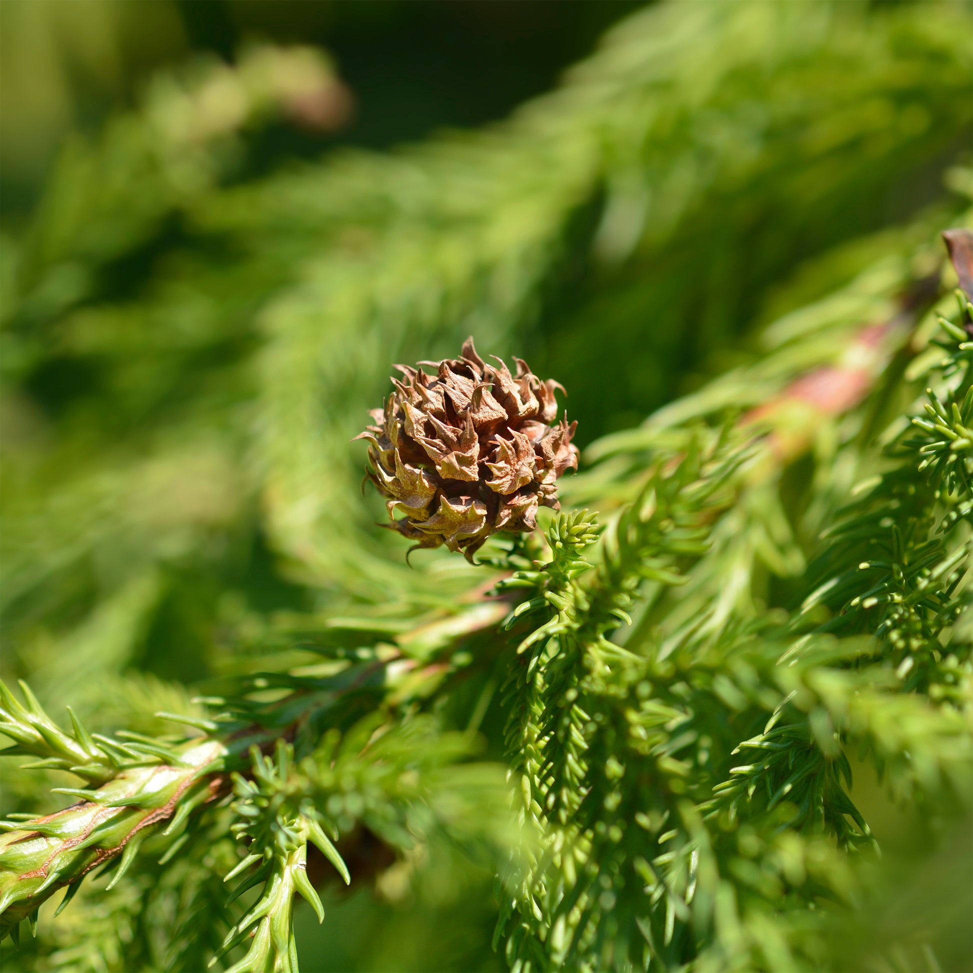 Cèdre du Japon - Cryptomeria japonica - Bakker