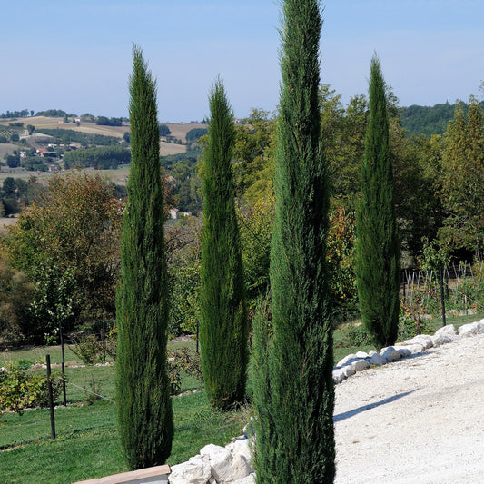 Cyprès d'Italie Stricta - Bakker