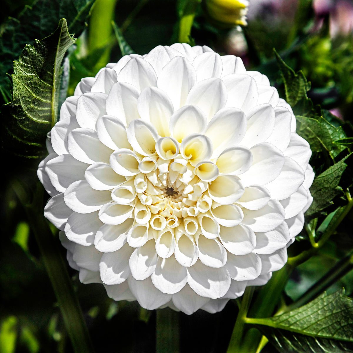 3 Dahlias Boom Boom White - Dahlia Boom Boom White - Bakker