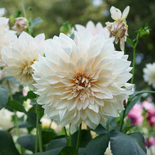 3 Dahlias Café au lait - Bakker