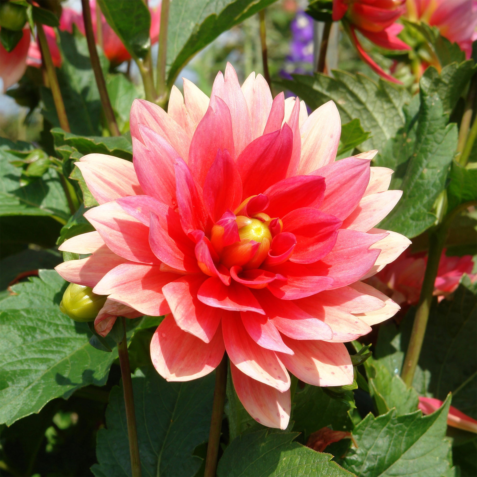 Dahlia nain Berliner Kleene - Dahlia Berliner Kleene - Bakker