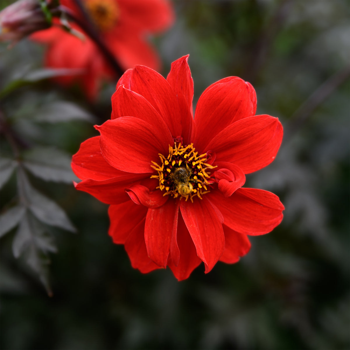 Dahlia Bishop of Llandaff - Dahlia Bishop of Llandaff - Bakker