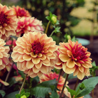 Dahlia Crème de Cognac - Dahlia Crème de Cognac - Bakker