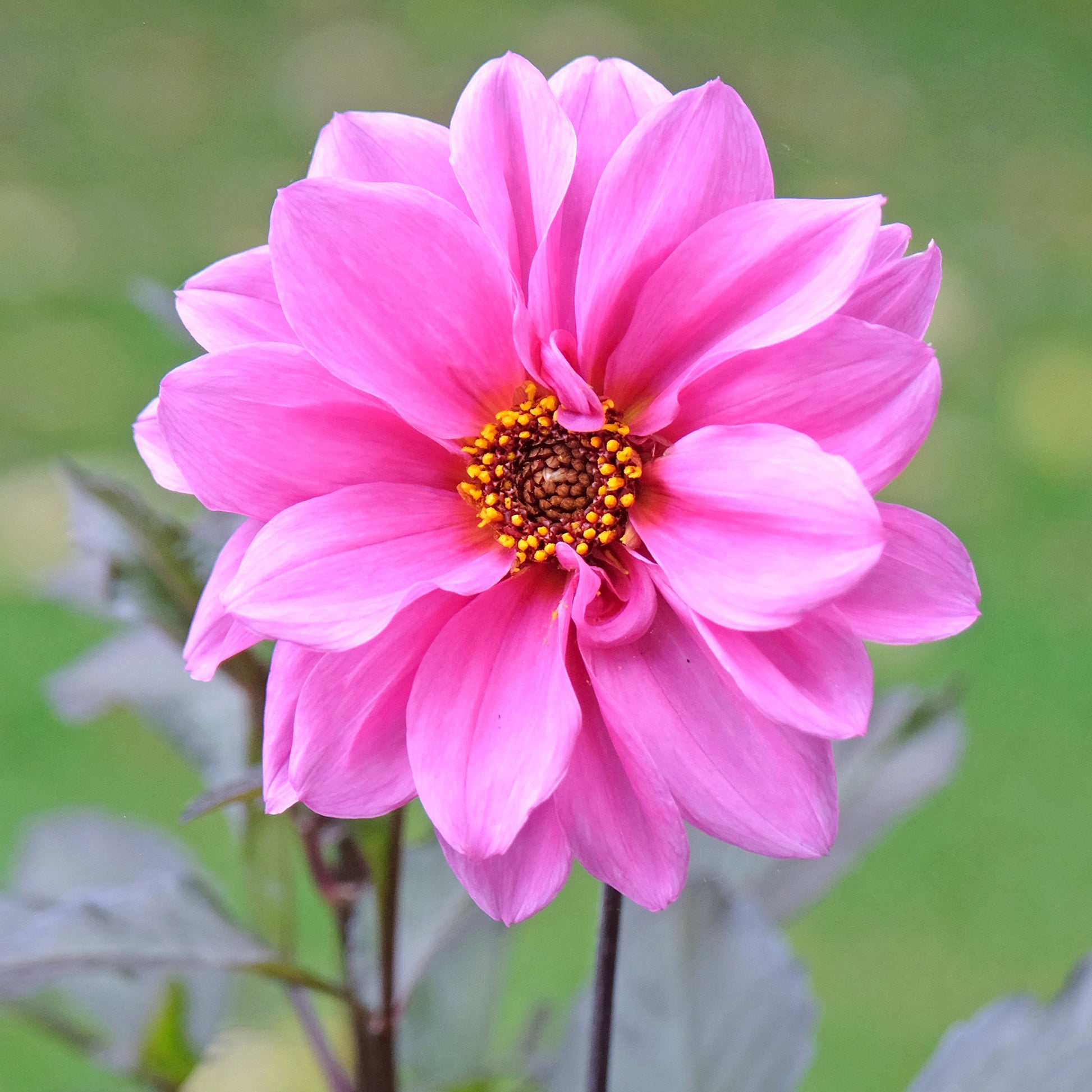 Bulbes de Dahlia - Dahlia Fascination - Dahlia Fascination