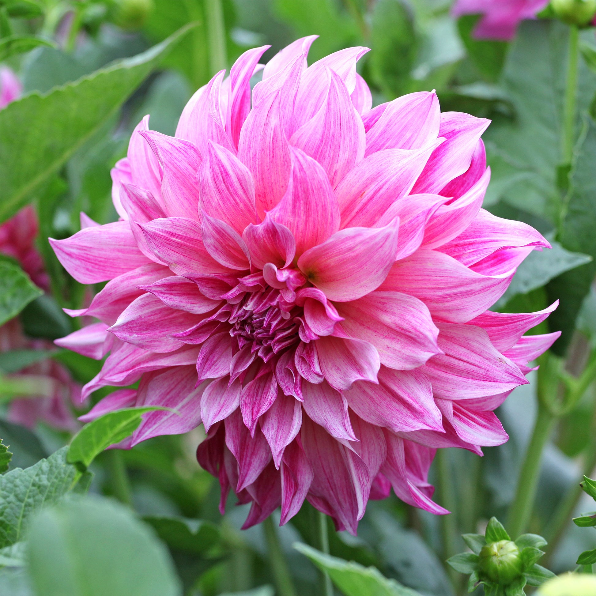 Dahlia géant Café au lait Rose - Dahlia Café au Lait Rosé - Bakker