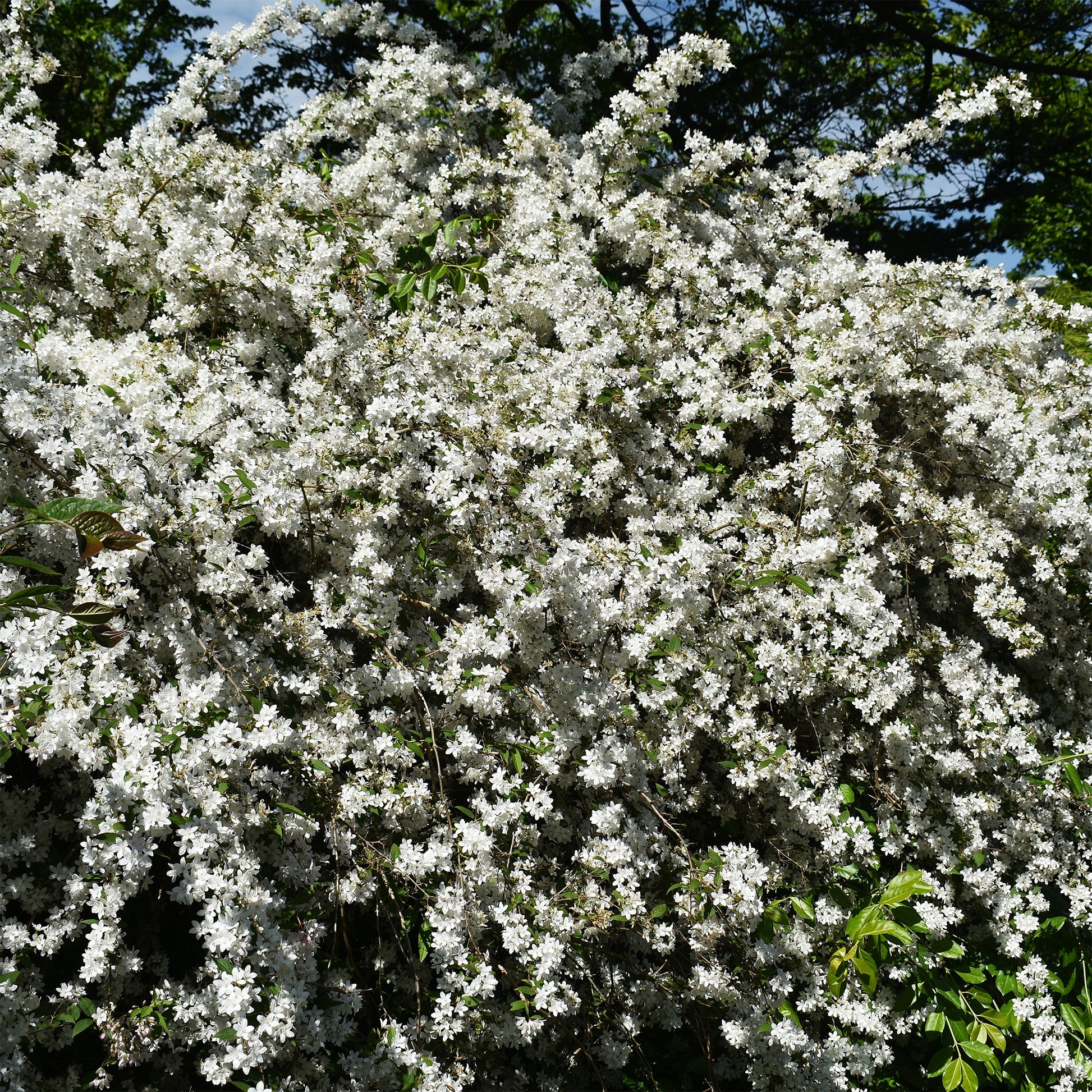 Deutzia - Deutzia nain Nikko - Deutzia gracilis Nikko