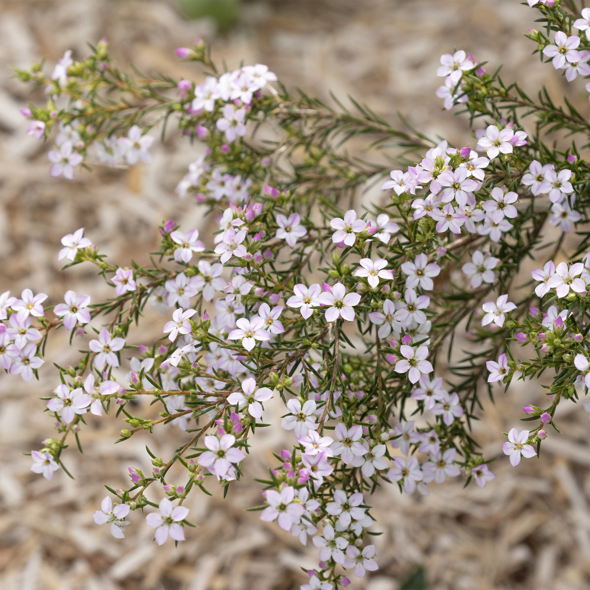 Diosma - Plante du pêcheur - Diosma hirsuta - Bakker