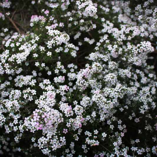 Diosma - Plante du pêcheur - Bakker