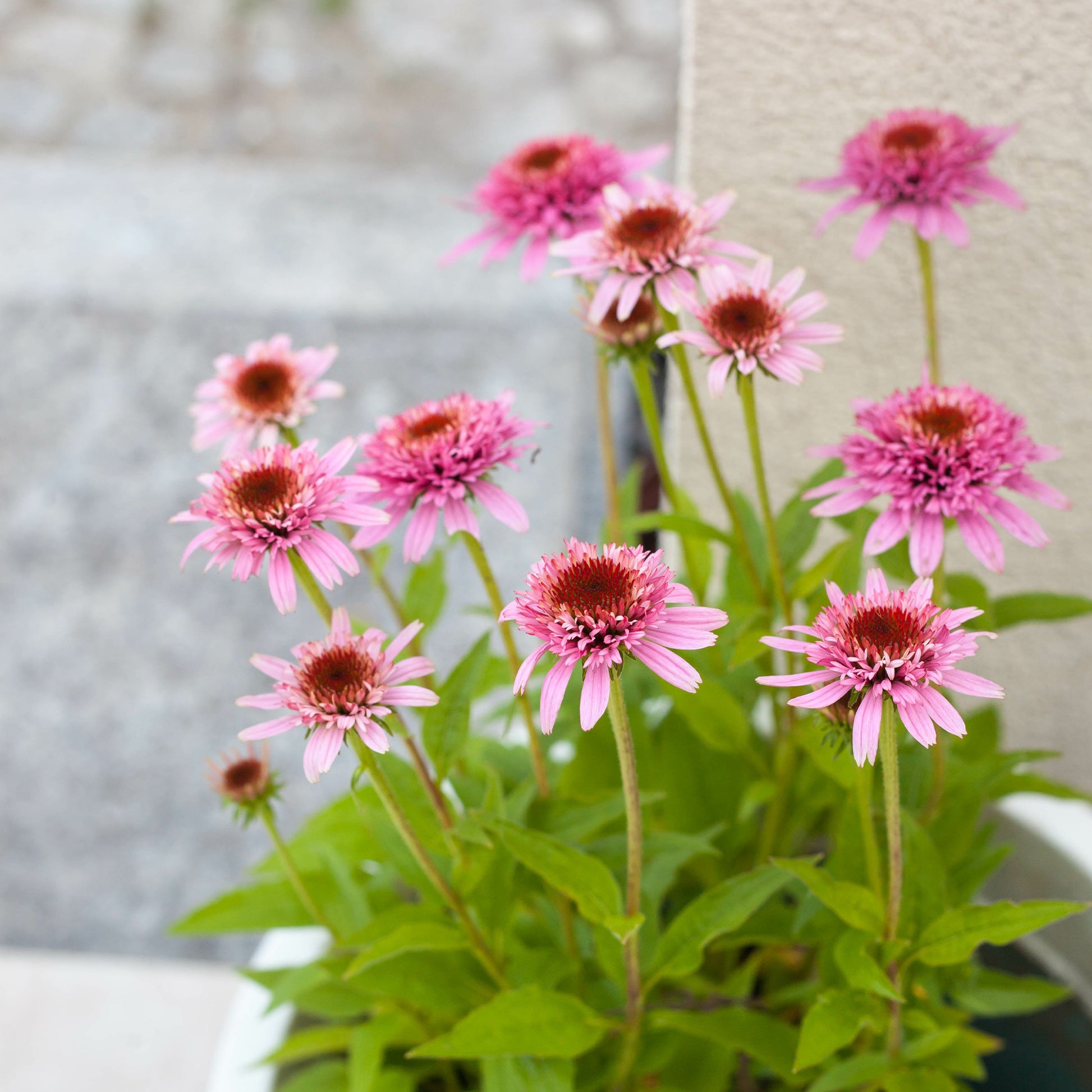 Échinacée pourpre Butterfly Kisses - Echinacea purpurea Butterfly Kisses - Bakker