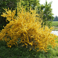 Forsythia x intermedia Lynwood Gold - Forsythia Lynwood Gold - Forsythia