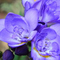 25 Freesias à fleurs doubles bleues - Freesia Double Bleu - Bakker