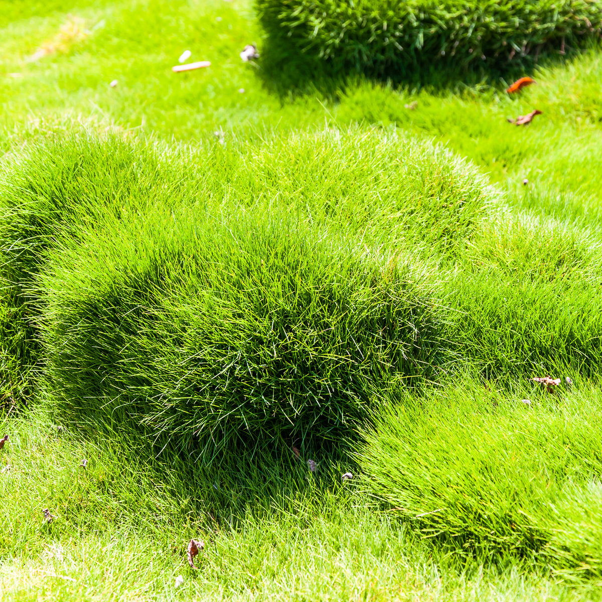Zoysia tenuifolia - Gazon des Mascareignes - Zoysia tenuifolia - Bakker