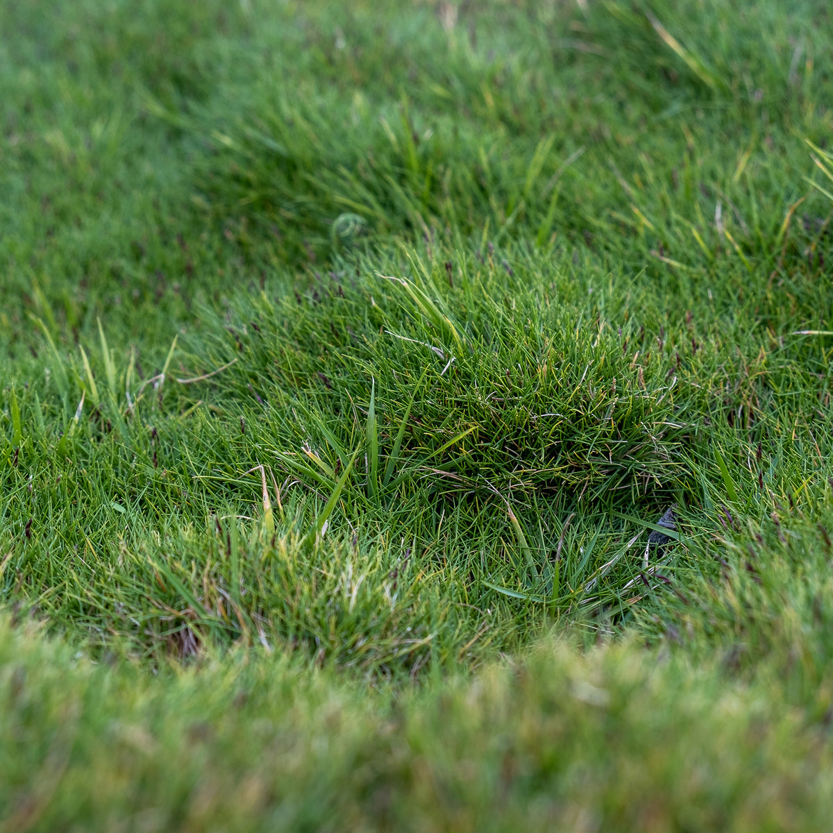 Zoysia tenuifolia - Gazon des Mascareignes - Bakker