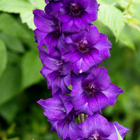 Glaïeul Purple Flora - Gladiolus Purple Flora - Bakker