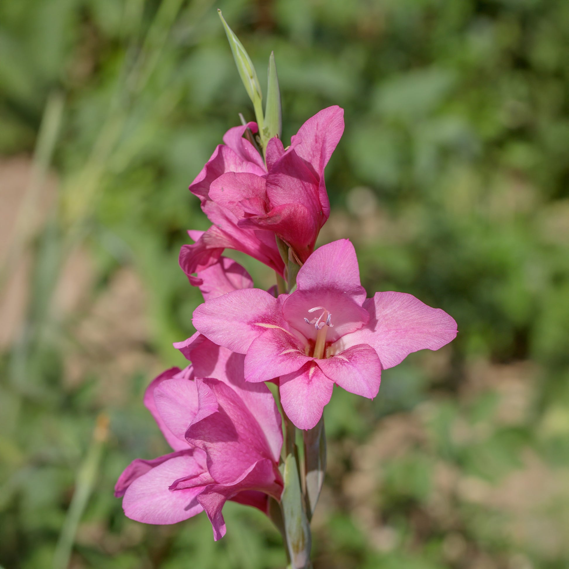 Gladiolus Dwarf Pink - 25 Glaïeuls nains roses - Bulbes de Glaïeul