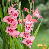 25 Glaïeuls nains roses - Gladiolus Dwarf Pink - Bakker