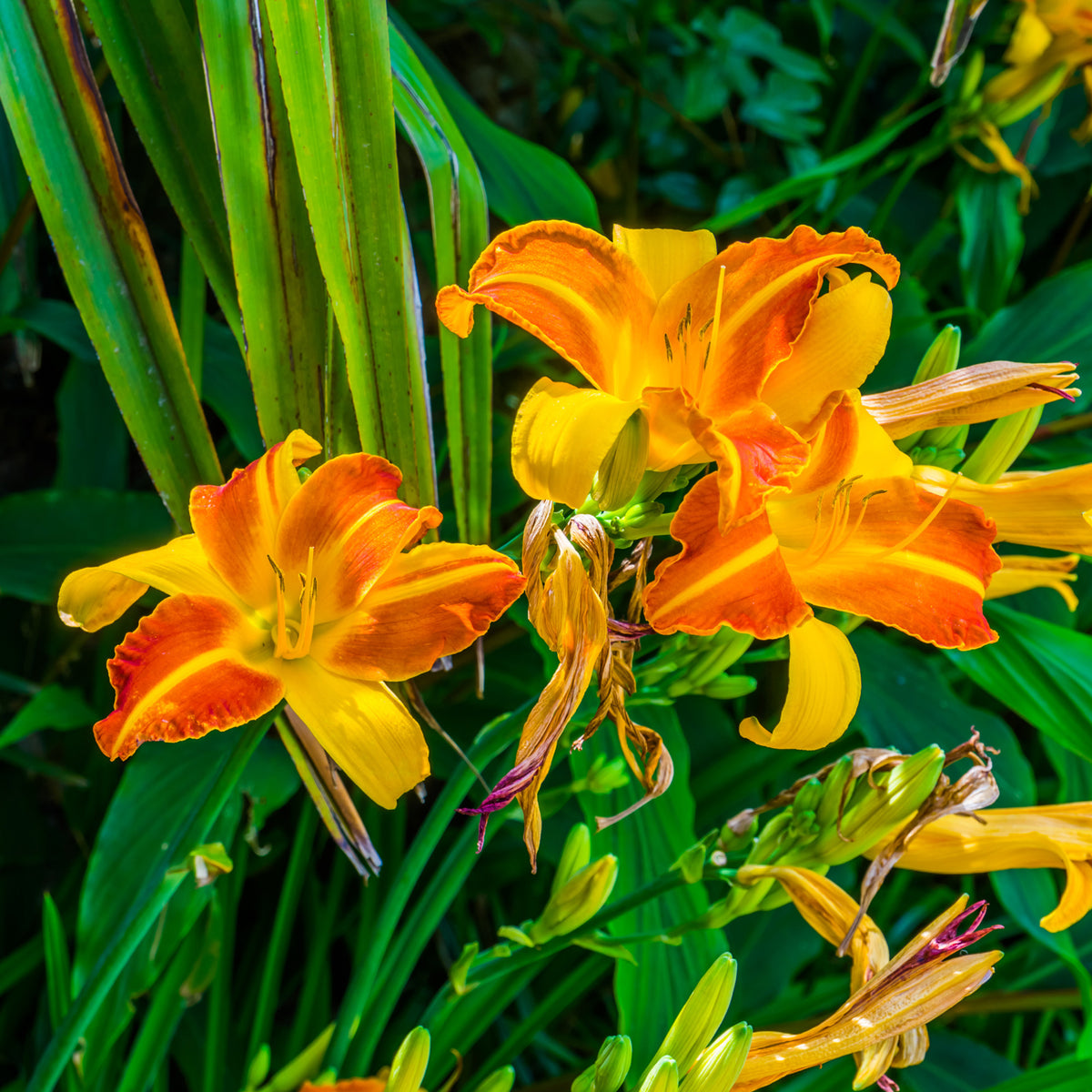 Hemerocallis Frans Hals - Hémérocalle Frans Hals - Hémérocalle
