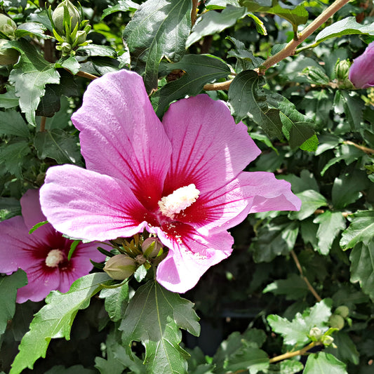 Hibiscus Flower Tower Purple ® - Bakker