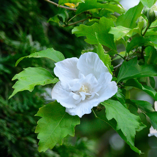 Hibiscus Flower Tower White ® - Bakker