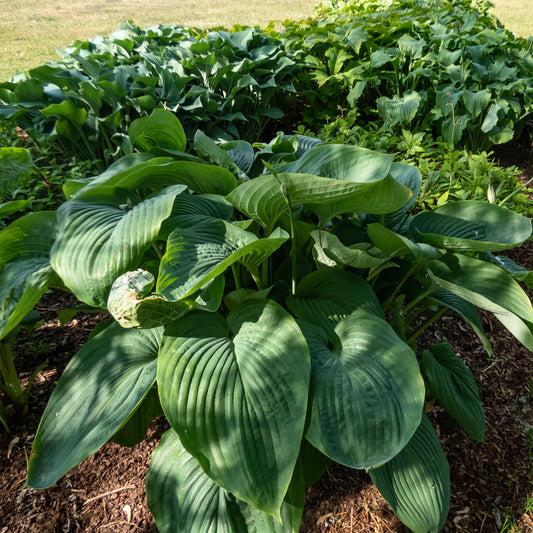 Hosta Empress Wu - Bakker