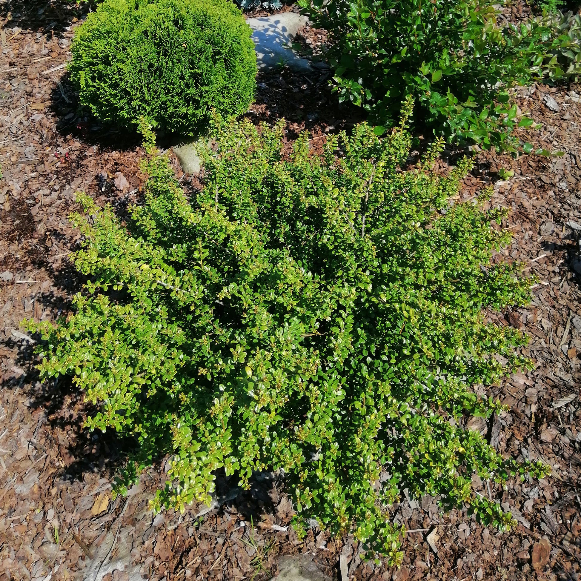 Houx crénélé Nana Hollybox - Ilex vomitoria Nana Hollybox - Bakker