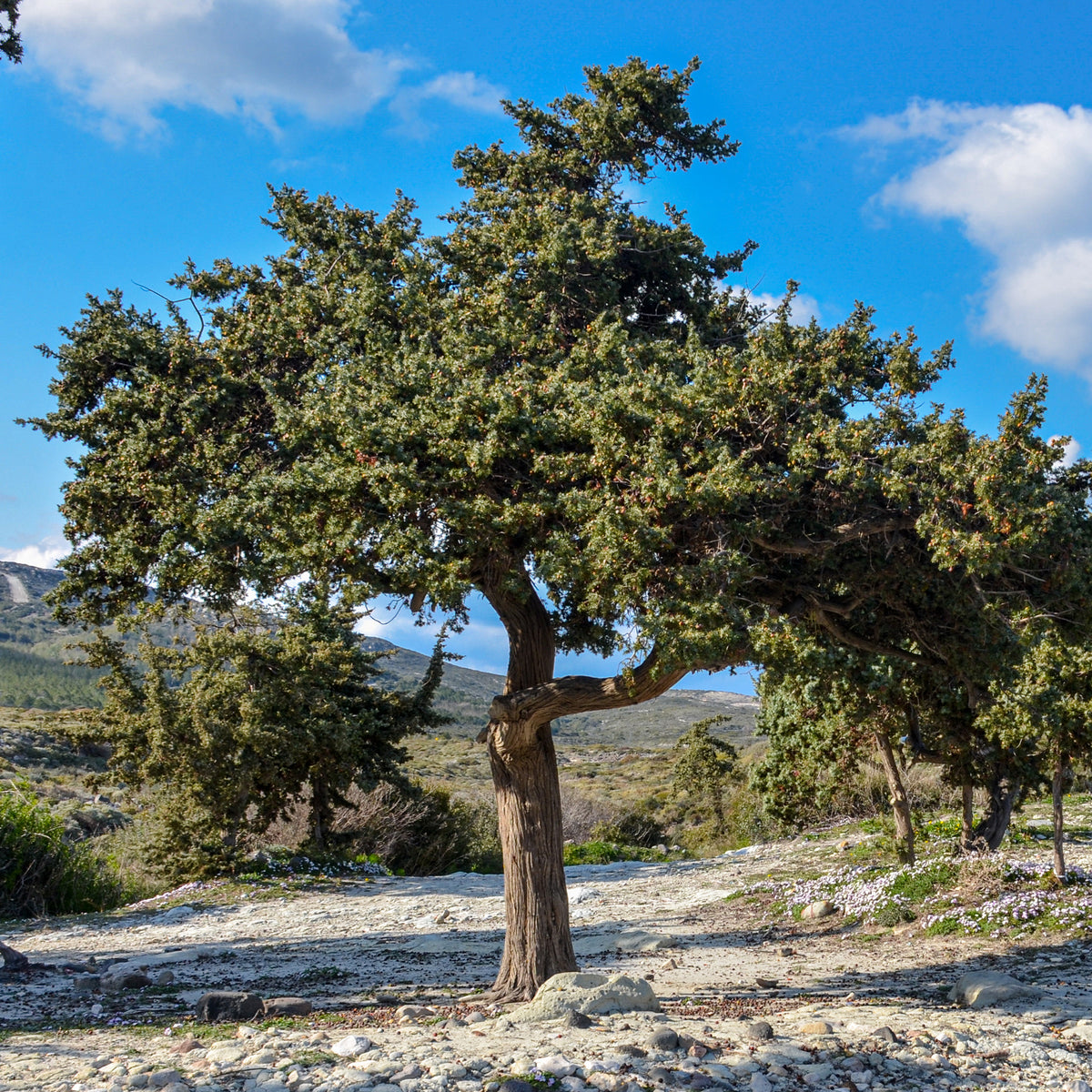 Juniperus oxycedrus - Genévrier oxycèdre - Cade - Conifères