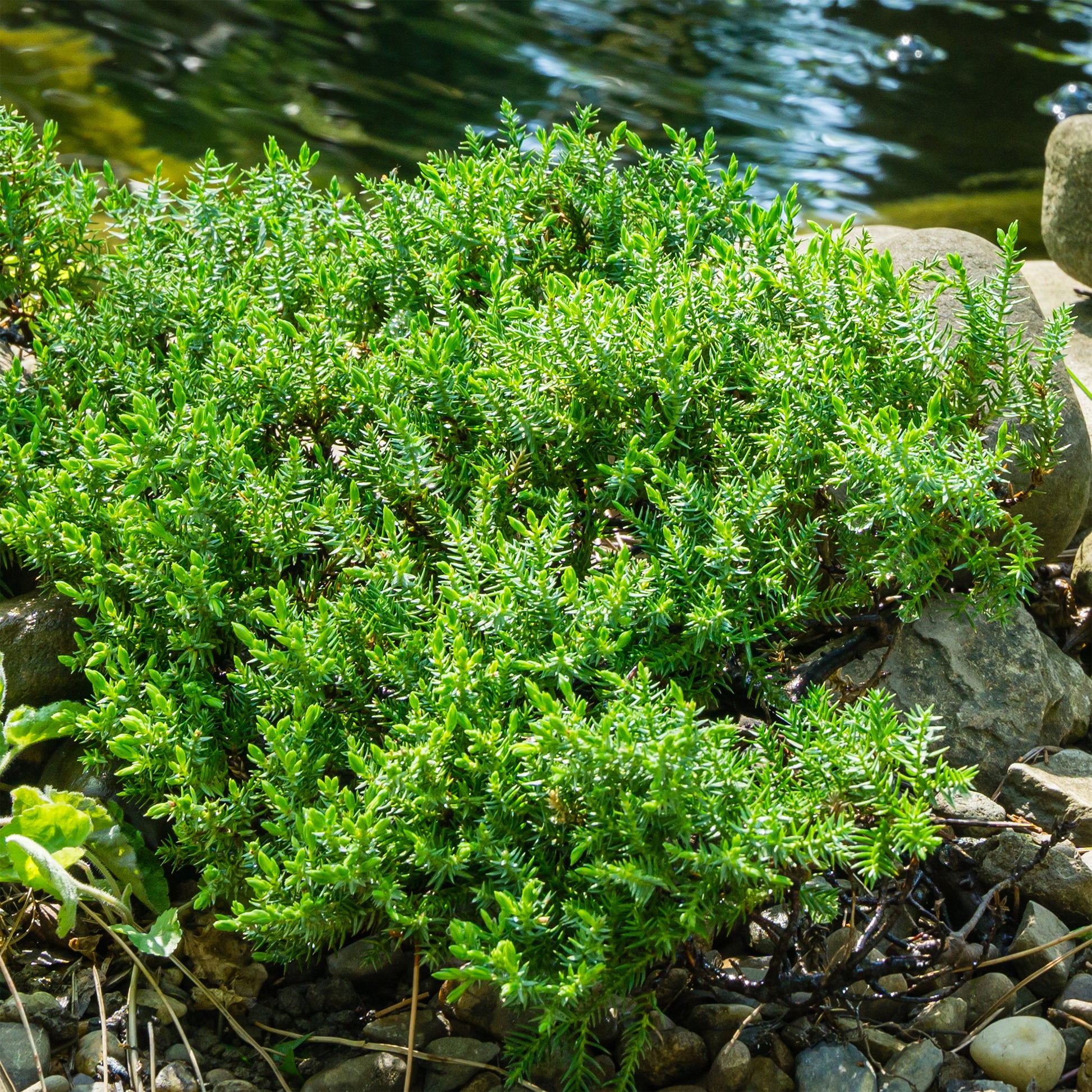 Genévrier rampant Nana - Juniperus procumbens Nana - Bakker