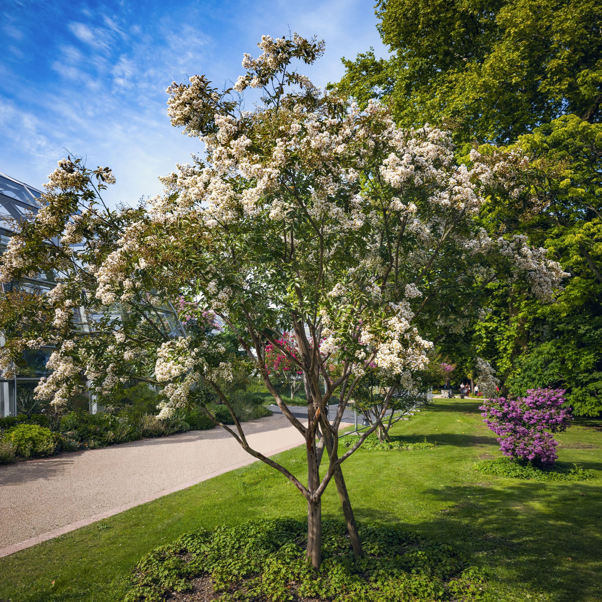 Lilas des indes Natchez - Bakker