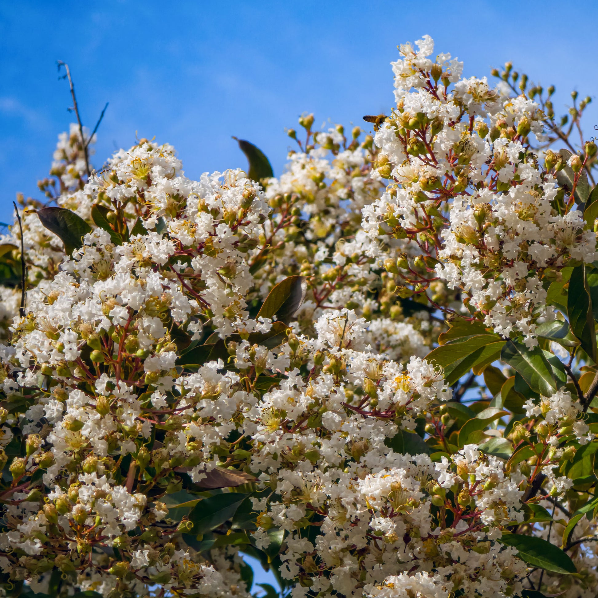Lilas des indes Natchez - Lagerstroemia indica Natchez - Bakker