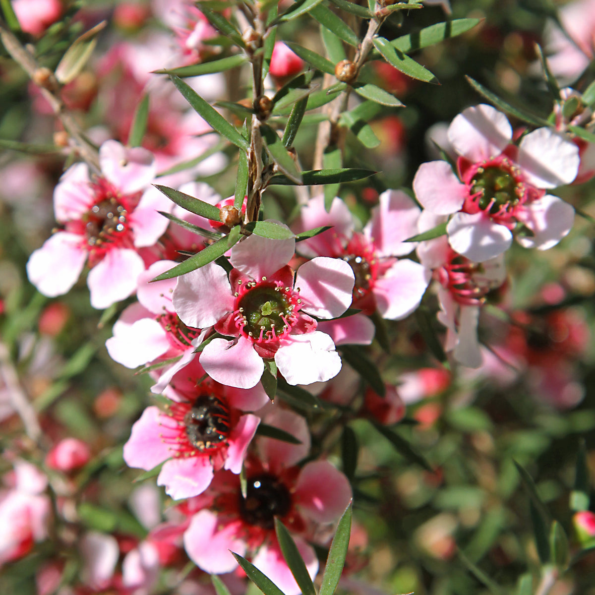 Leptospermum scoparium Martinii - Arbre à thé Martini - Plantes à fleurs