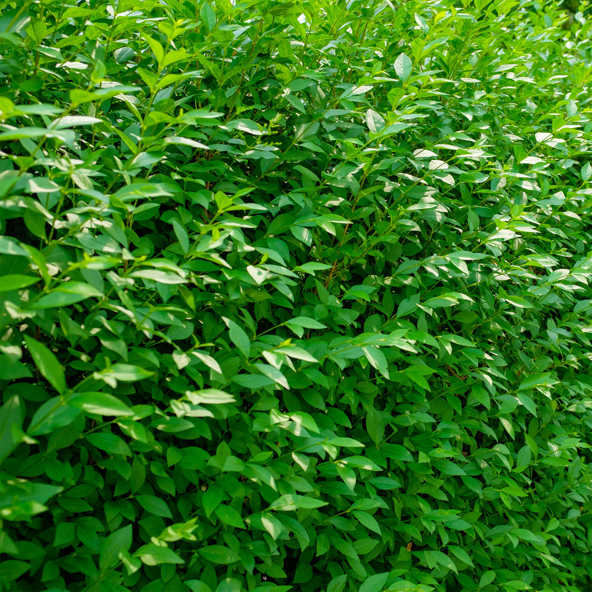 Ligustrum vulgare Atrovirens - Troène commun Atrovirens - Troènes - Ligustrum