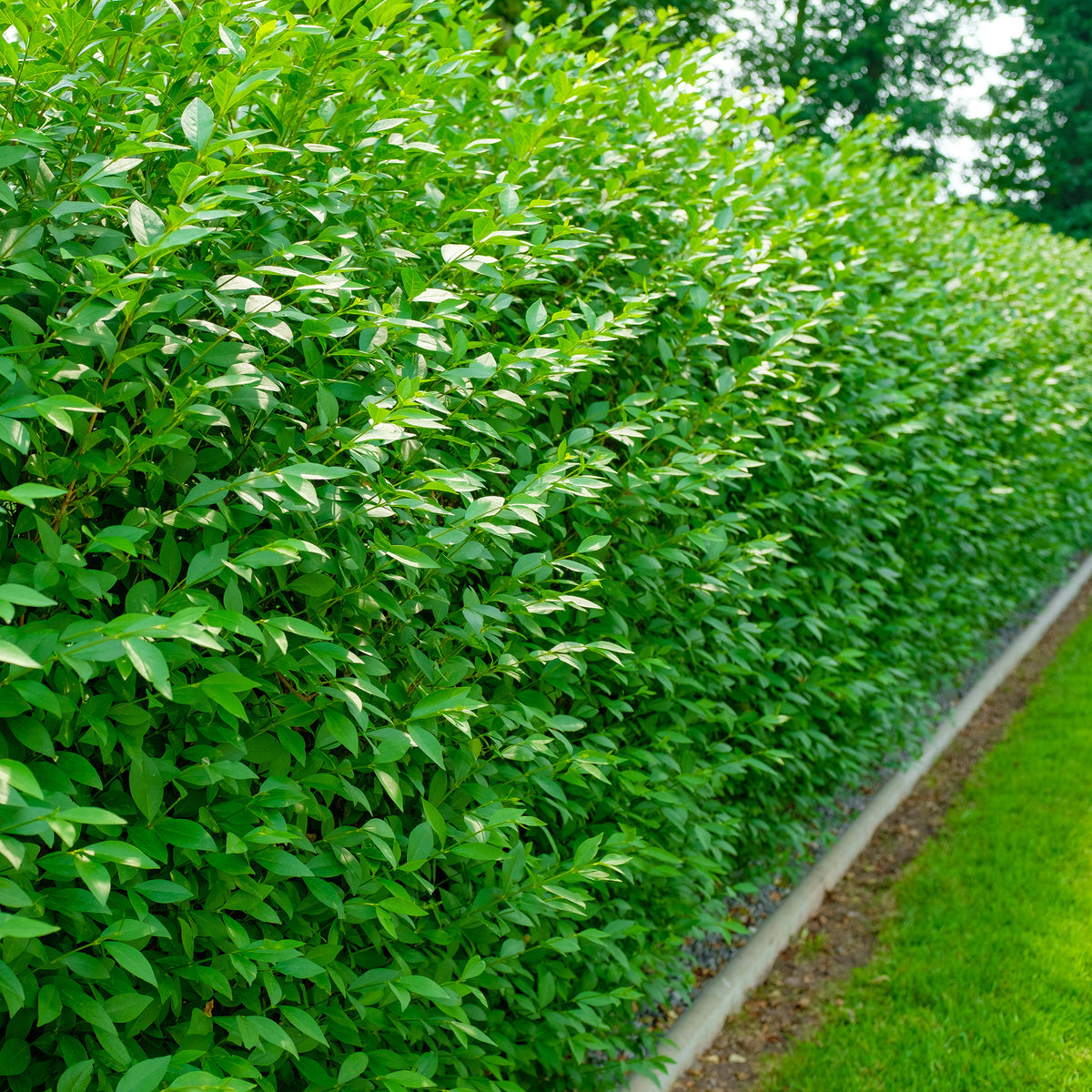 Troène commun Atrovirens - Ligustrum vulgare Atrovirens - Bakker