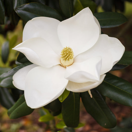 Magnolia grandiflora Alta - Bakker