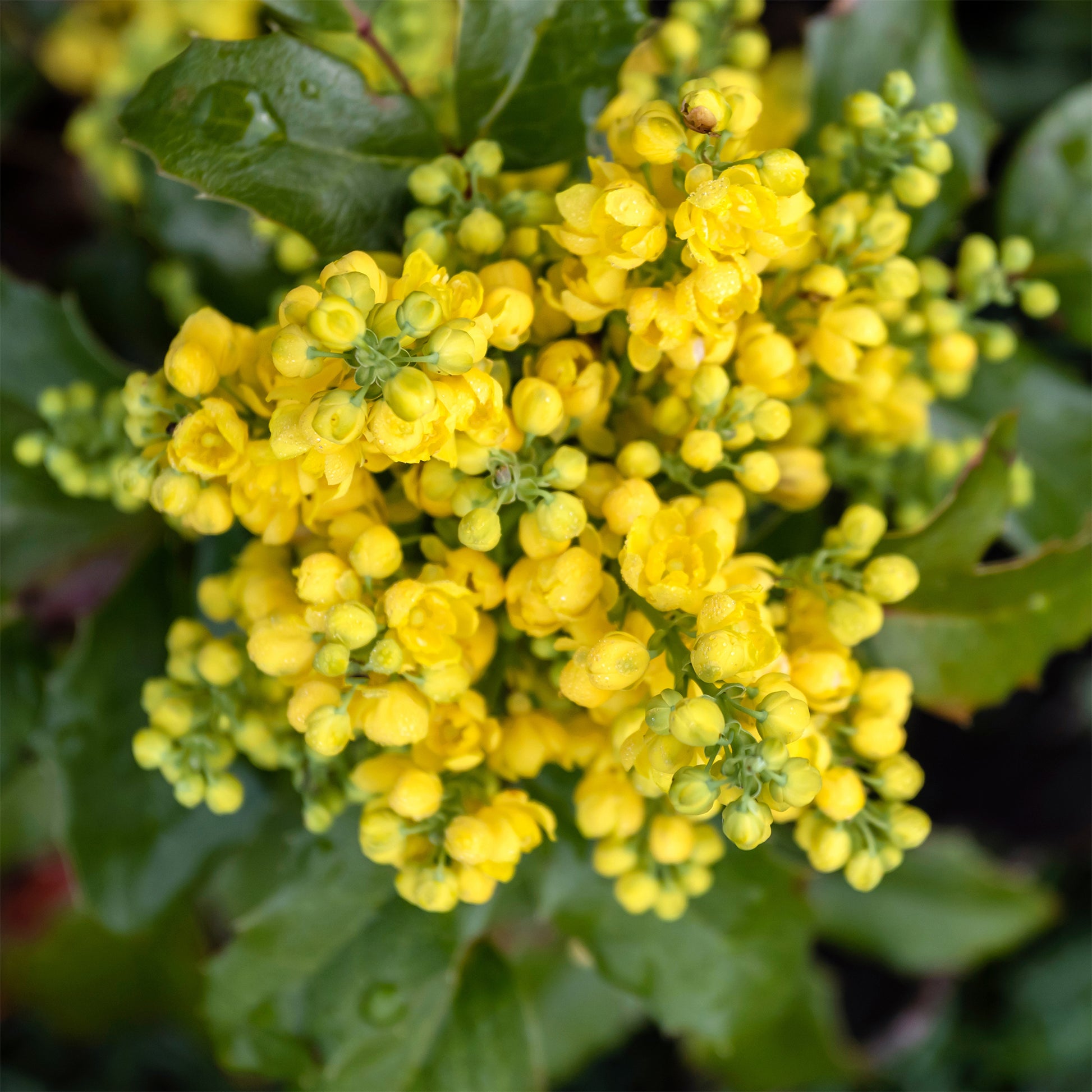 Mahonia Apollo - Mahonia aquifolium Apollo - Bakker