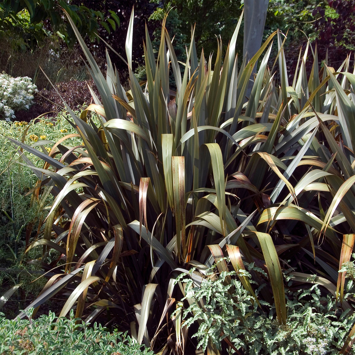 Phormium Bronze Baby - Lin de Nouvelle-Zélande - Phormium cookianum Bronze Baby - Bakker