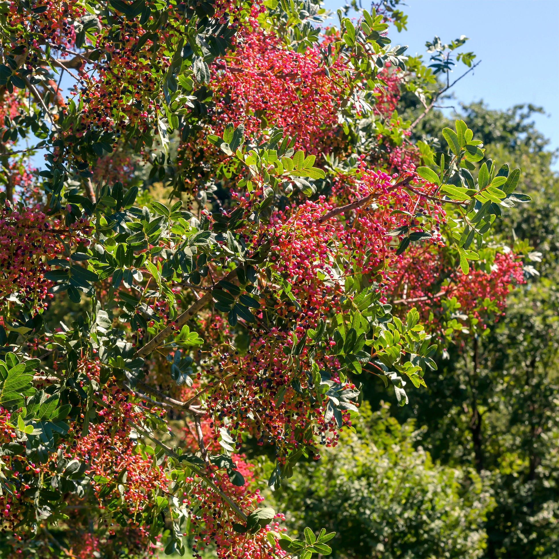 Pistachier térébinthe - Pistacia terebinthus - Bakker