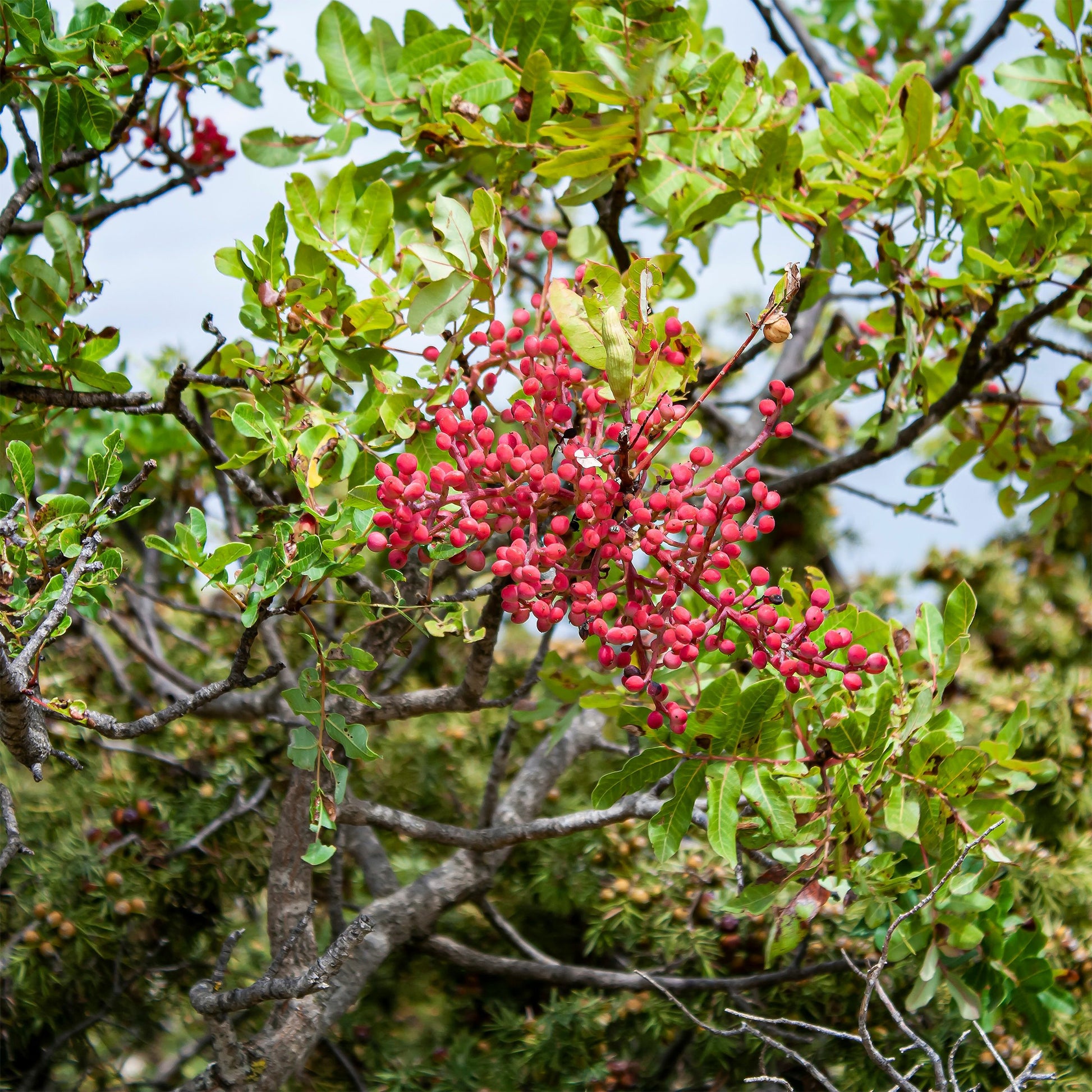 Pistachier térébinthe - Bakker